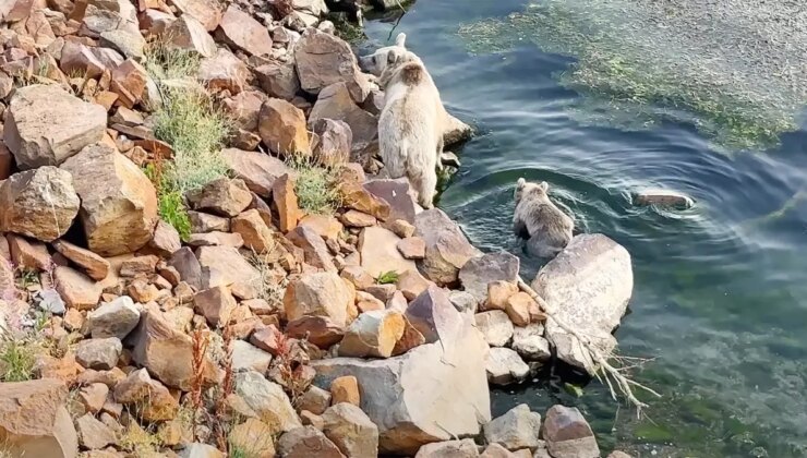 Bitlis’te Bozayıların Gölde Yüzme Anları Görüntülendi