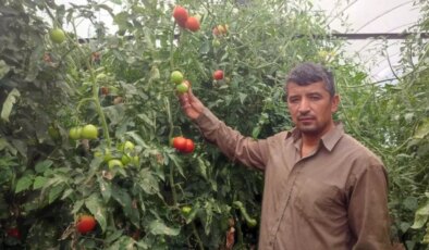 Bu mahallede toprak altın değerinde: 20 dekarlık seradan tonlarca ürün aldılar