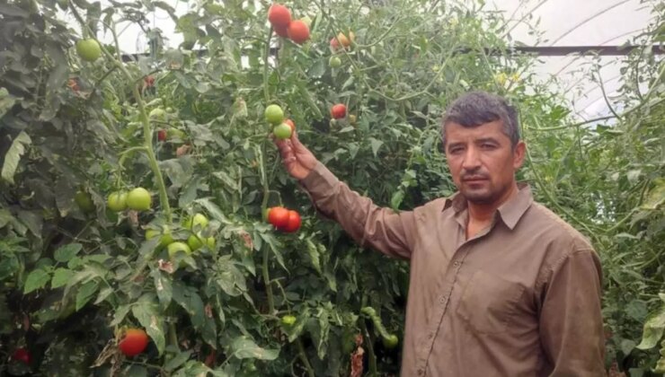 Bu mahallede toprak altın değerinde: 20 dekarlık seradan tonlarca ürün aldılar