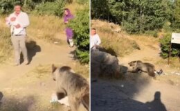 Görüntü Türkiye’den! Elinde bebeğiyle ayı saldırısına uğradı