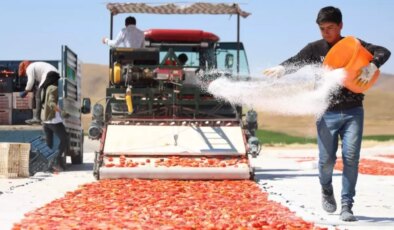 Kilosu 4 euroya satılıyor! ABD, Fransa ve İngiltere’ye gönderiliyor