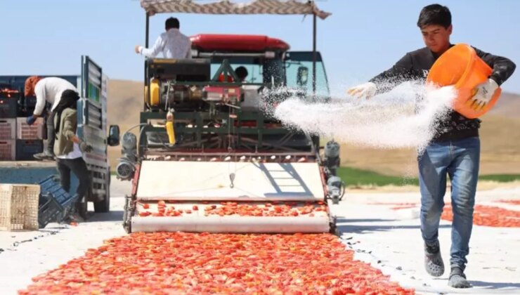Kilosu 4 euroya satılıyor! ABD, Fransa ve İngiltere’ye gönderiliyor