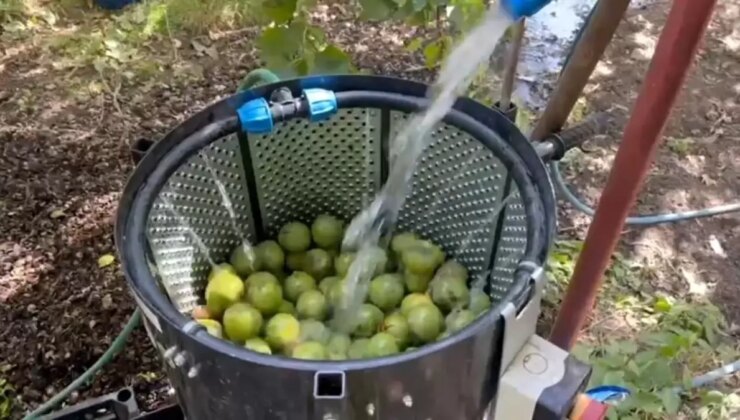 Adilcevaz Cevizinde Hasat Sezonu Başladı