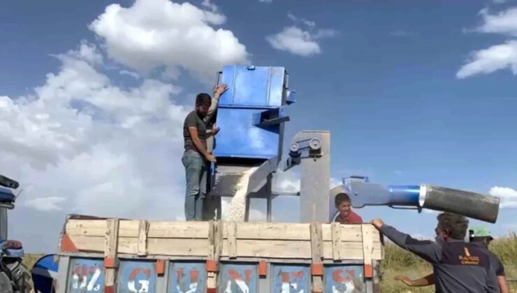 Adilcevaz’da Fasulye Hasat Dönemi Başladı