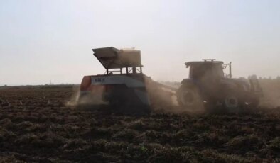 Hasat başladı, kilosu 60 liradan satılıyor