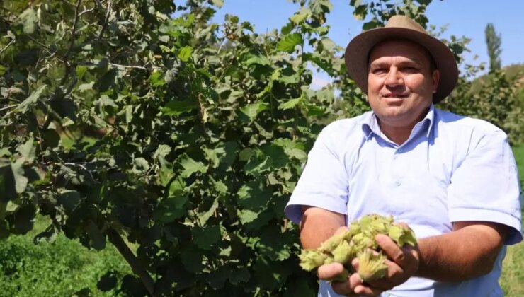 Karadeniz’in fındığını bambaşka coğrafyada yetiştirdi: Kimse inanmıyor