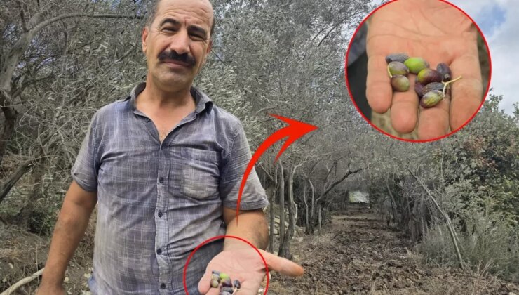 Kentin meşhur ürünü tehlikede! Bir milyon ağaçta meyve yok denilecek kadar az