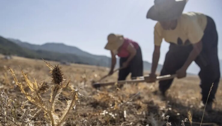 Tanesi 50, kilosu 5 bin lira! Bin bir emekle toplanıyor