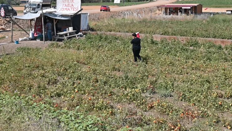 Tarlasını vatandaşa açtı, paraya para demedi