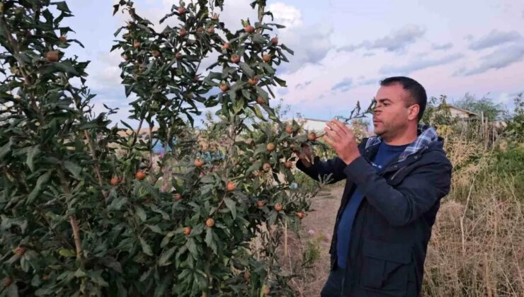 Tatvan’da Sıcak İklim Meyveleri Yetiştirildi