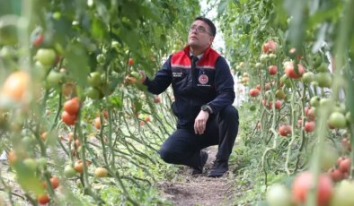 6 ay karın yerle kaldığı ilde domates yetiştiriyorlar! Verim ihya etti
