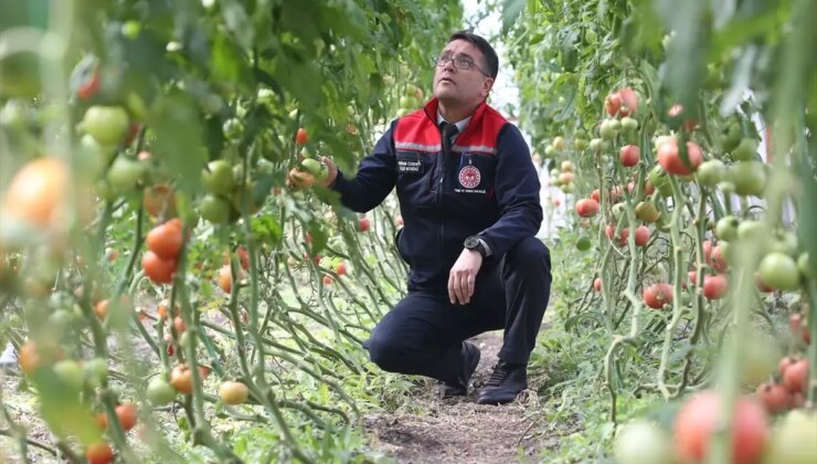 6 ay karın yerle kaldığı ilde domates yetiştiriyorlar! Verim ihya etti