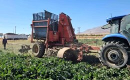 Bitlis Adilcevaz’da 2025 Şeker Pancarı Hasadı Başladı