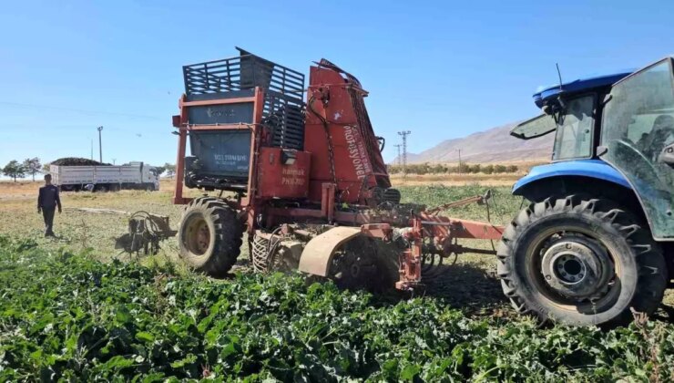 Bitlis Adilcevaz’da 2025 Şeker Pancarı Hasadı Başladı