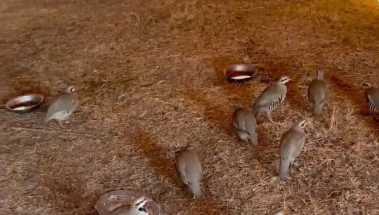 Bitlis’te Keklik Ticareti Engellendi, 90 Kınalı Keklik Doğaya Salındı