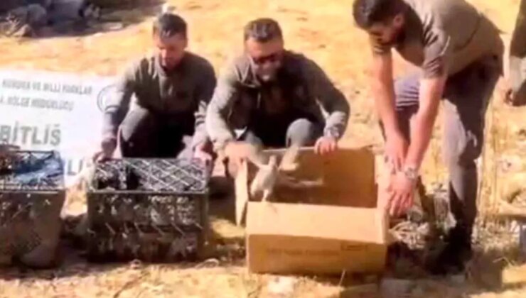 Bitlis’te Yasa Dışı Keklik Ticareti: 90 Kınalı Keklik Doğaya Salındı
