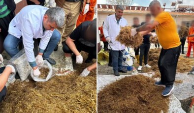 Hükümlüler cezaevinde yetiştirdi, kilosu 15 bin TL’den satılıyor