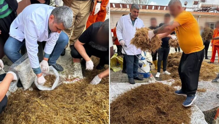 Hükümlüler cezaevinde yetiştirdi, kilosu 15 bin TL’den satılıyor