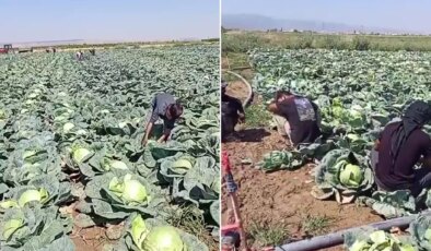 Günlük 4 bin lira yevmiyeyle işçi bulamayan çiftçi isyan etti