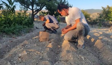 İlçede ‘kırmızı altın’ mucizesi! İlk hasadında 150 gram ürün elde etti