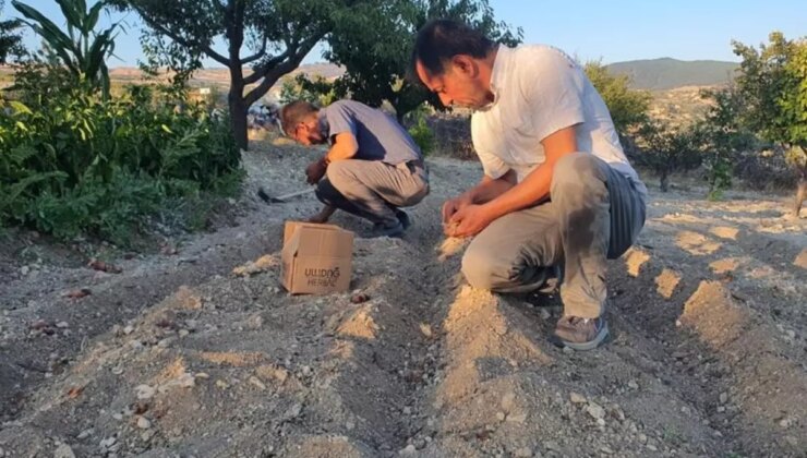 İlçede ‘kırmızı altın’ mucizesi! İlk hasadında 150 gram ürün elde etti