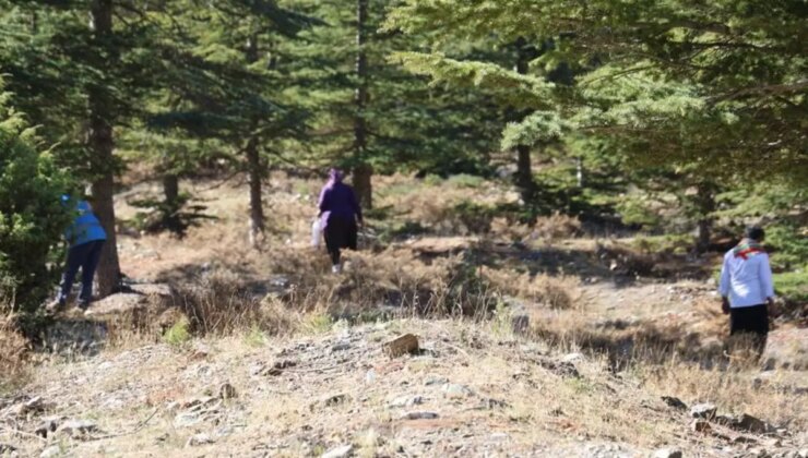 Kilosu etle yarışıyor! Japonların gözdesi "beyaz altın"da hasat başladı