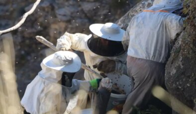 Özel izinle bölgeye giriliyor, kilosu 7 bin TL’den satılıyor