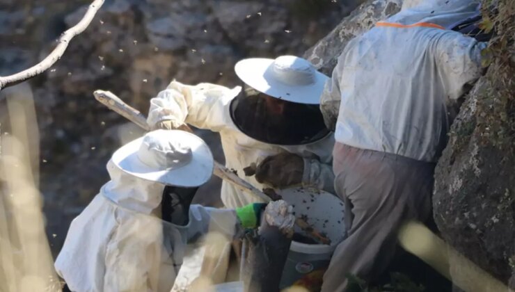 Özel izinle bölgeye giriliyor, kilosu 7 bin TL’den satılıyor