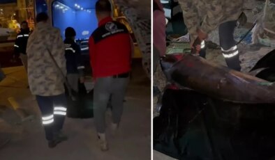 Yakalamak için 2 buçuk saat uğraşıldı, 65 bin TL’ye satıldı