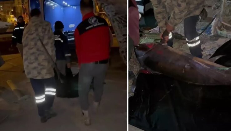 Yakalamak için 2 buçuk saat uğraşıldı, 65 bin TL’ye satıldı