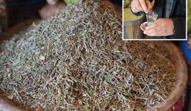 Bir tutamı yetiyor, tüm hastalıkları gelmeden geri gönderiyor