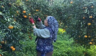 Coğrafi işaretli Bodrum mandalinası bahçede 15-20, manavlarda 100 liradan satılıyor