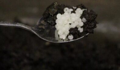 Değeri 150 bin lira! Keşfettiği hayvan hayatını değiştirdi