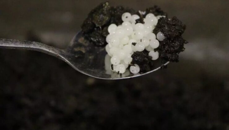 Değeri 150 bin lira! Keşfettiği hayvan hayatını değiştirdi