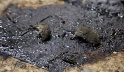 Kilis’te mide bulandıran hijyen skandalı: Merdiven altı üretimde fareler bulundu