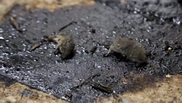 Kilis’te mide bulandıran hijyen skandalı: Merdiven altı üretimde fareler bulundu