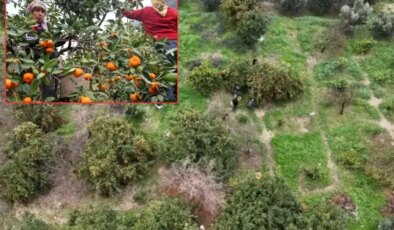 Tarla fiyatı 2 liraya kadar düştü, üretici isyan etti