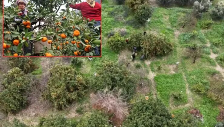 Tarla fiyatı 2 liraya kadar düştü, üretici isyan etti