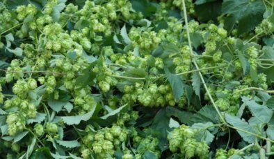 Türk çiftçisi çöpe atıyor, Avrupa’da kilosu 35 bin TL’den satılıyor