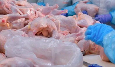 Türkiye’nin dev tavuk markası konkordato ilan etti