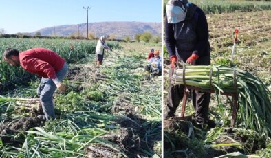 Yüzlerce dönümlük hasat! İlçenin tamamı kokmaya başladı, işçiler adeta akın etti