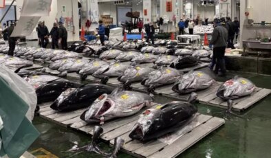 Dev orkinosa milyon dolarlık teklif! Rekor fiyata satıldı