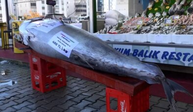 Düzce açıklarında bir gün sonra bu kez de 353 kiloluk orkinos yakalandı