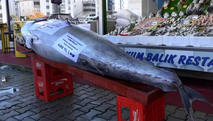 Düzce açıklarında bir gün sonra bu kez de 353 kiloluk orkinos yakalandı