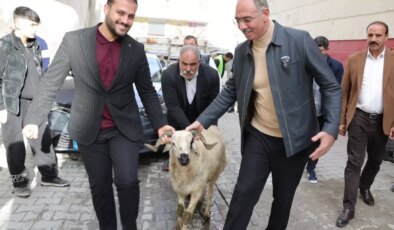 Eyyübiye Belediyesi’nden Türkiye’de bir ilk: 400 yetim aileye kurbanlık koç desteği