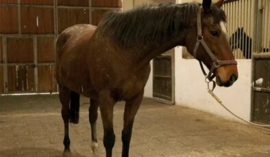 Ne otel de ne de şirket! Yanlış duymadınız, TMSF bu kez at satıyor