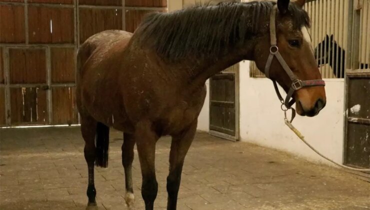 Ne otel de ne de şirket! Yanlış duymadınız, TMSF bu kez at satıyor