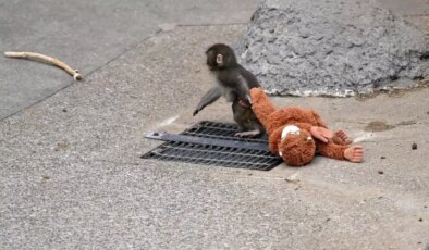 "Punch’ın annesi" Türkiye’de satışa çıkarıldı! İşte almak isteyenin ödeyeceği para