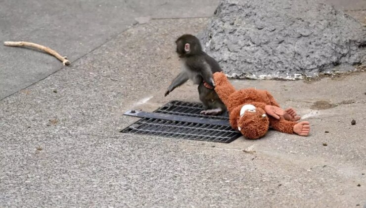 "Punch’ın annesi" Türkiye’de satışa çıkarıldı! İşte almak isteyenin ödeyeceği para