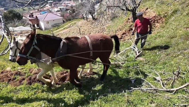 Aydın’da günlük 8 bin TL’ye at ile çift sürecek işçi bulunamıyor